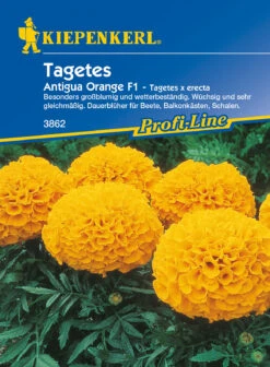 Saat Wunder Verkäufe 10 Tagetes Antigua Orange F1 | Studentenblumensamen Von Kiepenkerl