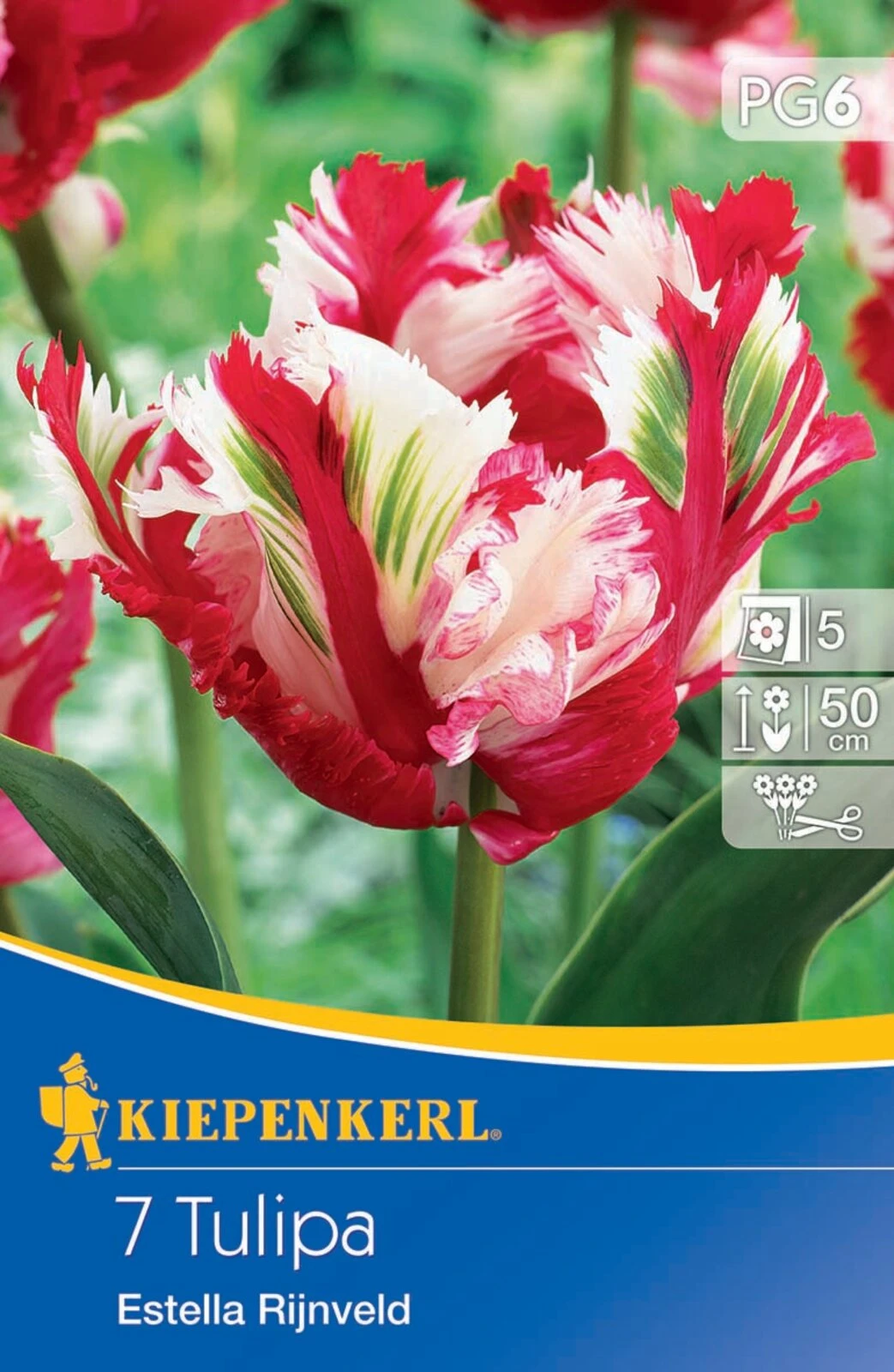 Papagei Tulpe Estella Rijnveld (7 Stück) | Tulpenzwiebeln Von Kiepenkerl 2 Papagei Tulpe Estella Rijnveld (7 Stück) | Tulpenzwiebeln Von Kiepenkerl – Bild 2