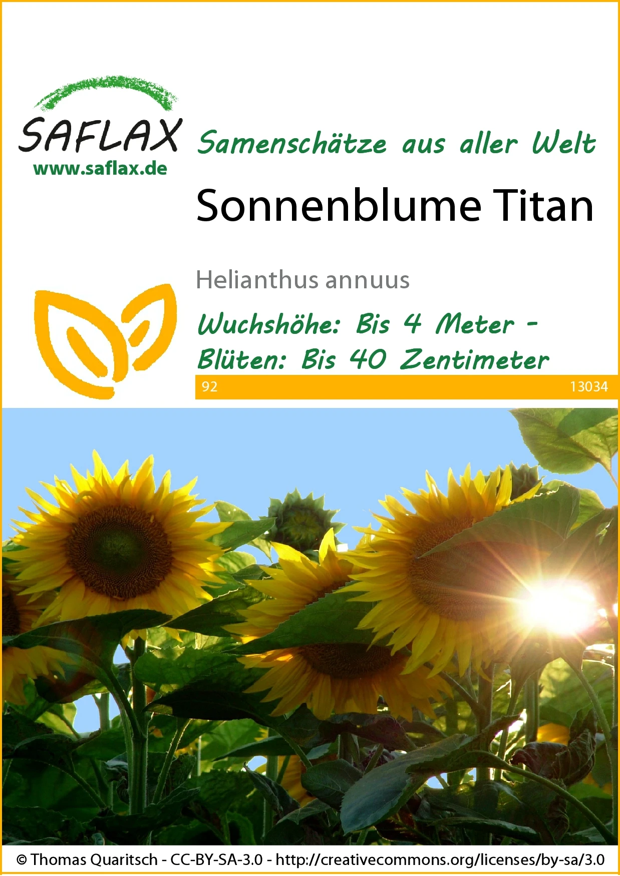 Sonnenblume Titan F1 | Sonnenblumensamen Von Saflax 1 Sonnenblume Titan F1 | Sonnenblumensamen Von Saflax