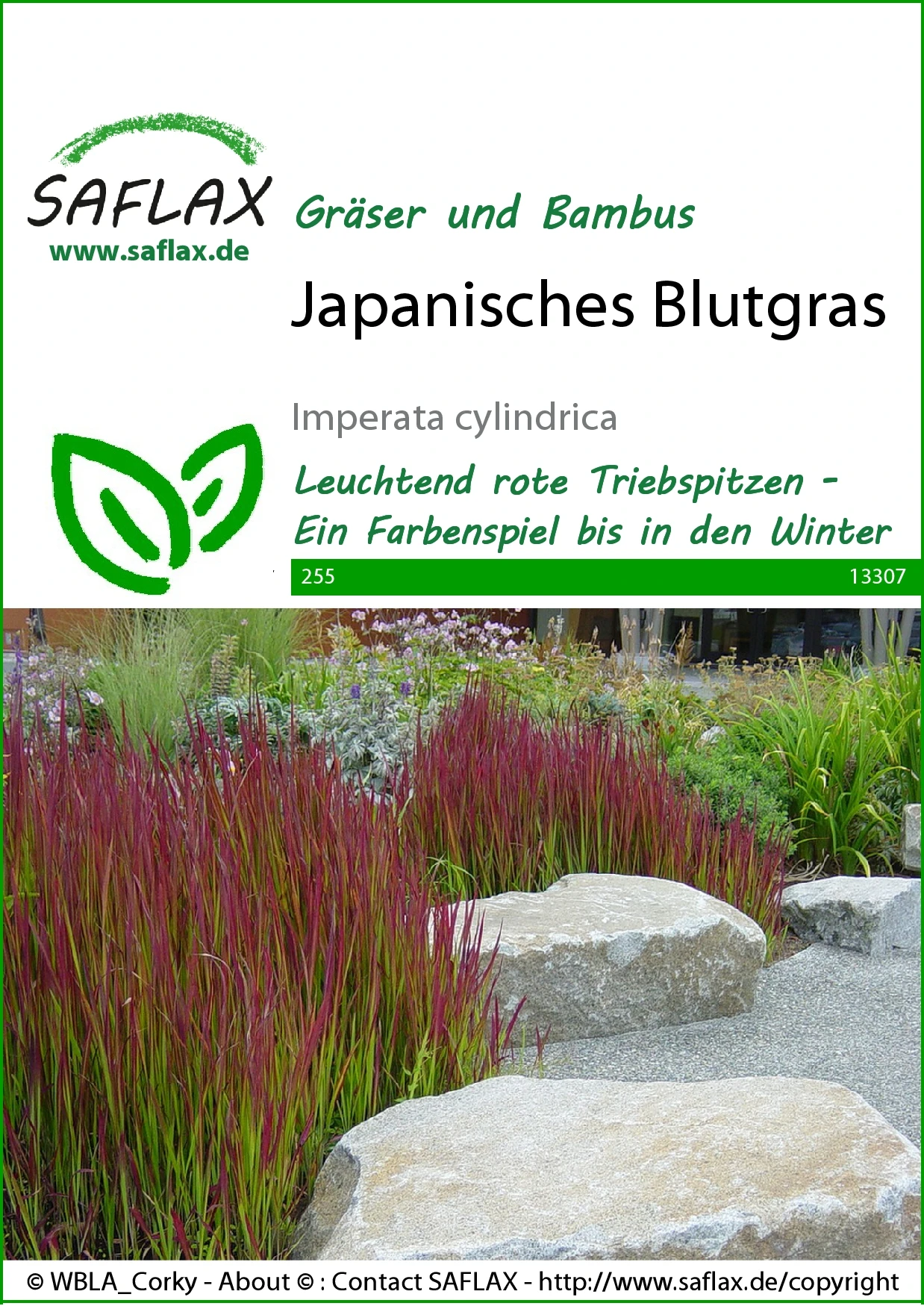 Japanisches Blutgras | Gräsersamen Von Saflax 1 Japanisches Blutgras | Gräsersamen Von Saflax