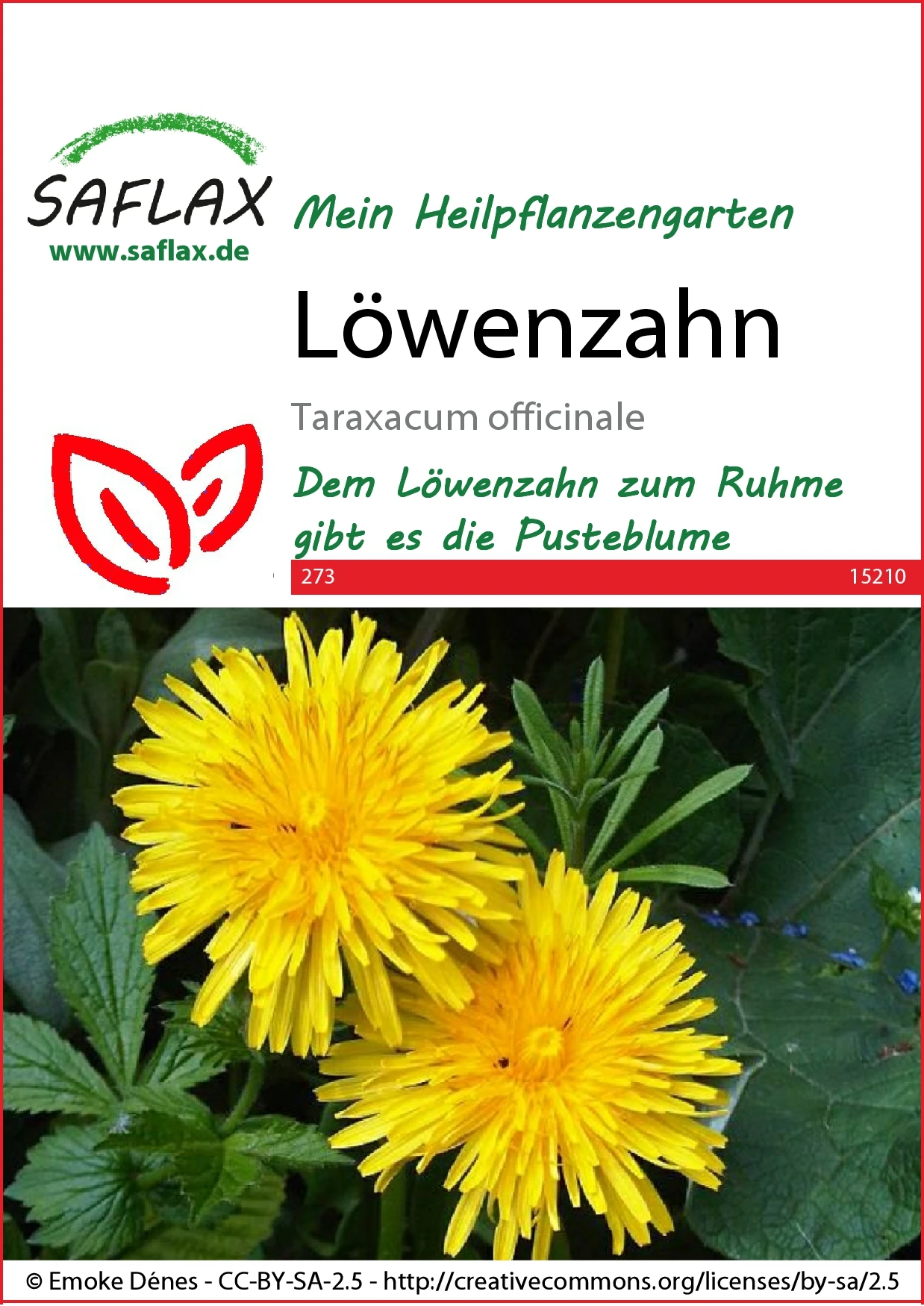 Löwenzahn | Löwenzahnsamen Von Saflax 1 Löwenzahn | Löwenzahnsamen Von Saflax