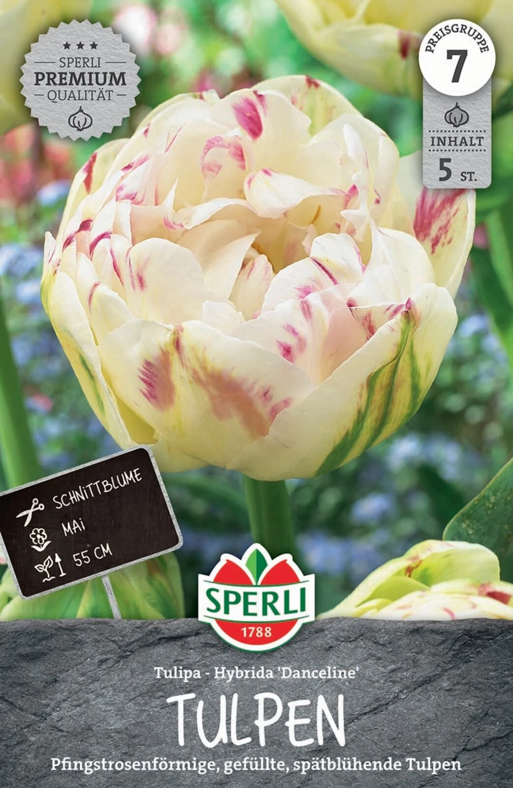 Tulpe Danceline (5 Stück) | Tulpenzwiebeln Von Sperli 1 Tulpe Danceline (5 Stück) | Tulpenzwiebeln Von Sperli