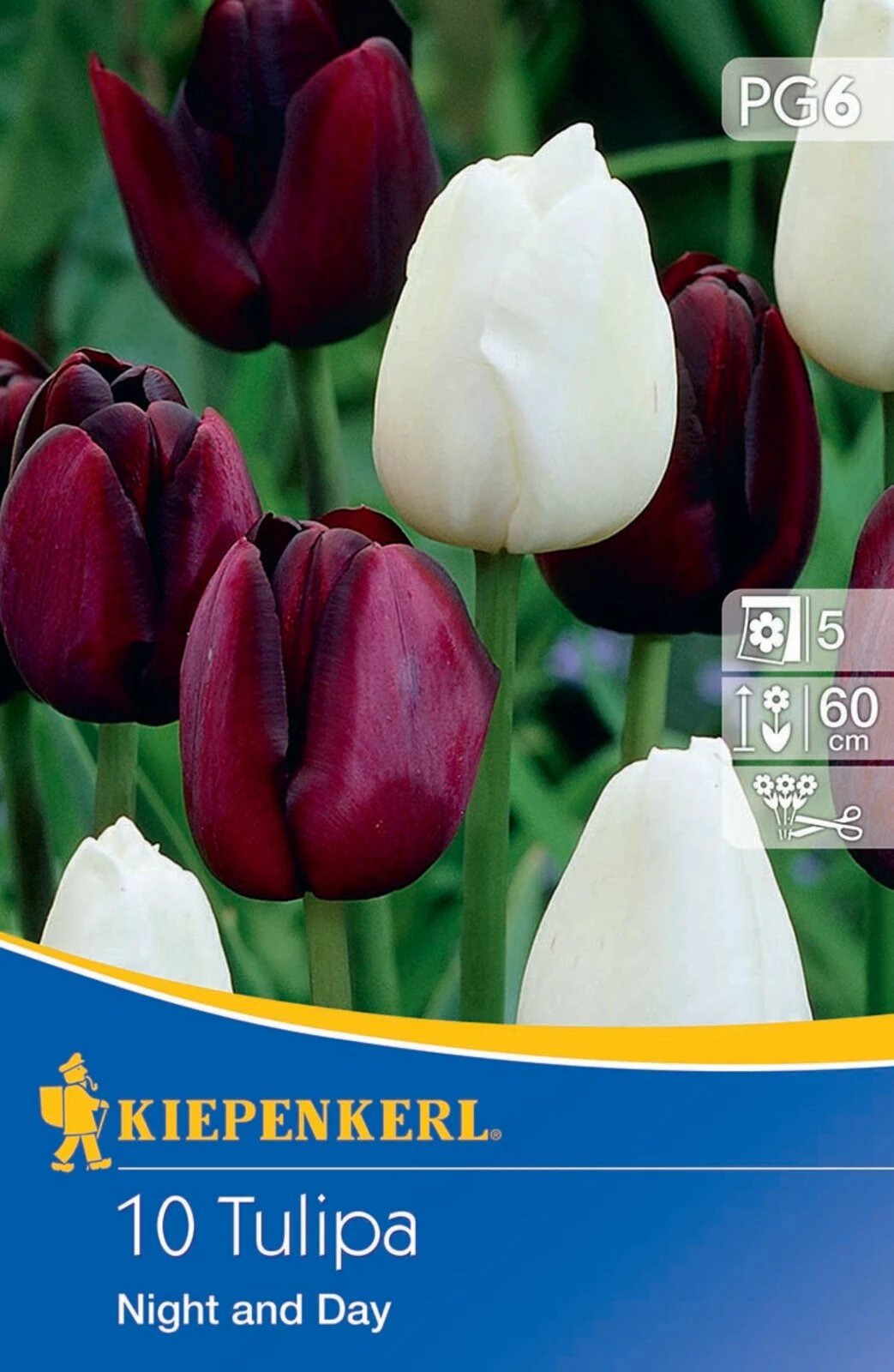 Einfache Späte Tulpe Night And Day (10 Stück) | Tulpenzwiebeln Von Kiepenkerl 1 Einfache Späte Tulpe Night And Day (10 Stück) | Tulpenzwiebeln Von Kiepenkerl