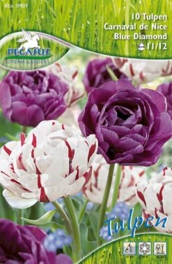 Tulpe Carnaval De Nice &amp; Blue Diamond (10 Stück) | Tulpenzwiebeln Von Pegasus