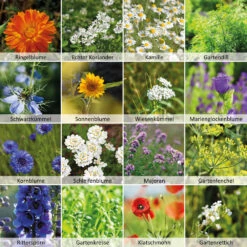 Wildbienen - Weide Im 1 L Eimer | Bienenwiese Von N.L. Chrestensen -Saat Wunder Verkäufe 540519 Wildbienen Weide im 1 l Eimer 1