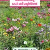 Blumenwiese Langanhaltende Sommermischung (100 G) | Blumensamen Von Bertrand