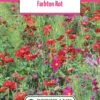 Blumenwiese Farbton Rot (100 G) | Blumensamen Von Bertrand