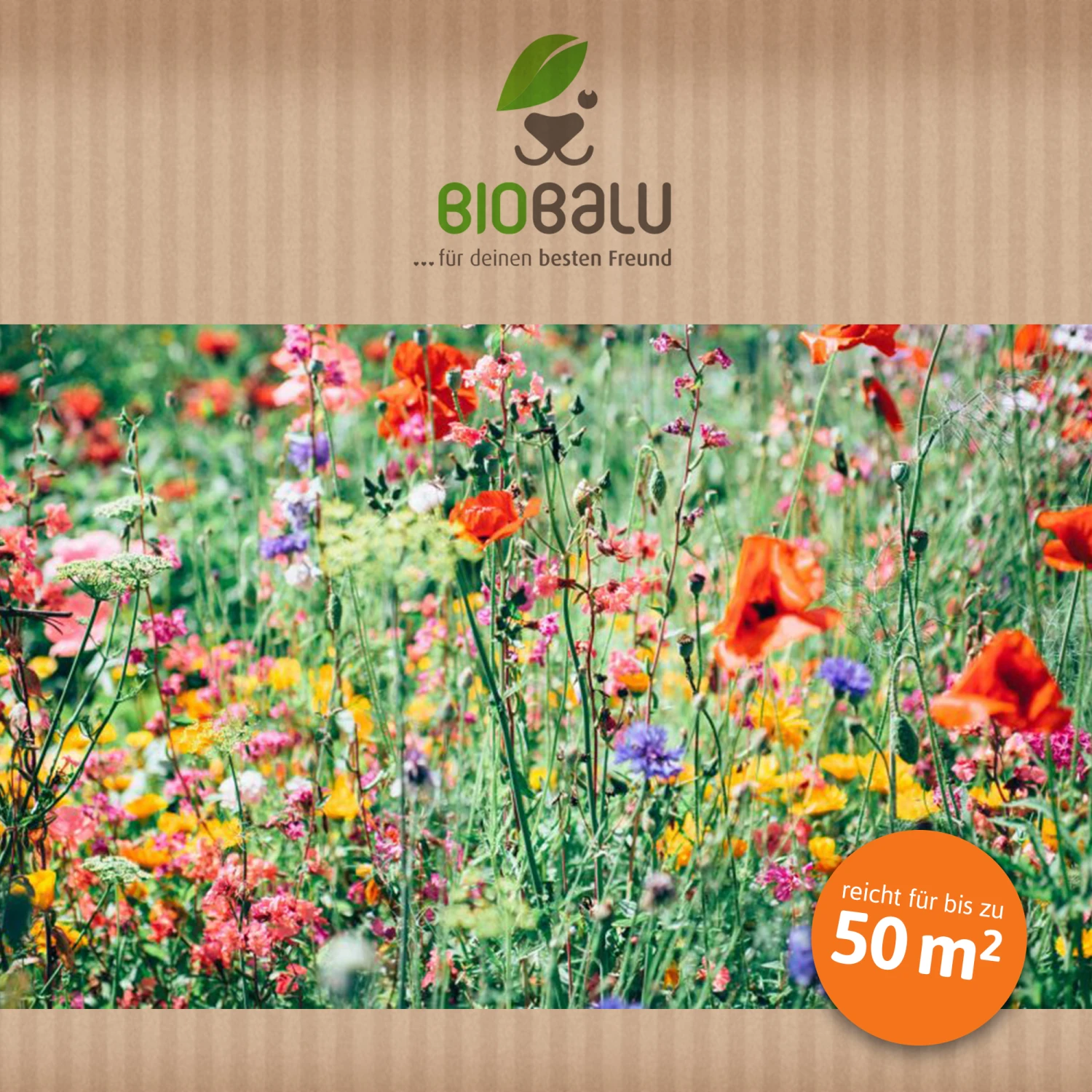 Bienenweide Region Süd (mehrjährig, 50 G) | Bienenwiese Von Biobalu 3 Bienenweide Region Süd (mehrjährig, 50 G) | Bienenwiese Von Biobalu – Bild 3