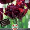Tulpe Palmyra (7 Stück) | Tulpenzwiebeln Von Sperli