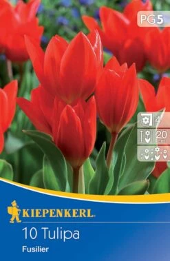 Wildtulpe Praestans Fusilier (10 Stück) | Tulpenzwiebeln Von Kiepenkerl
