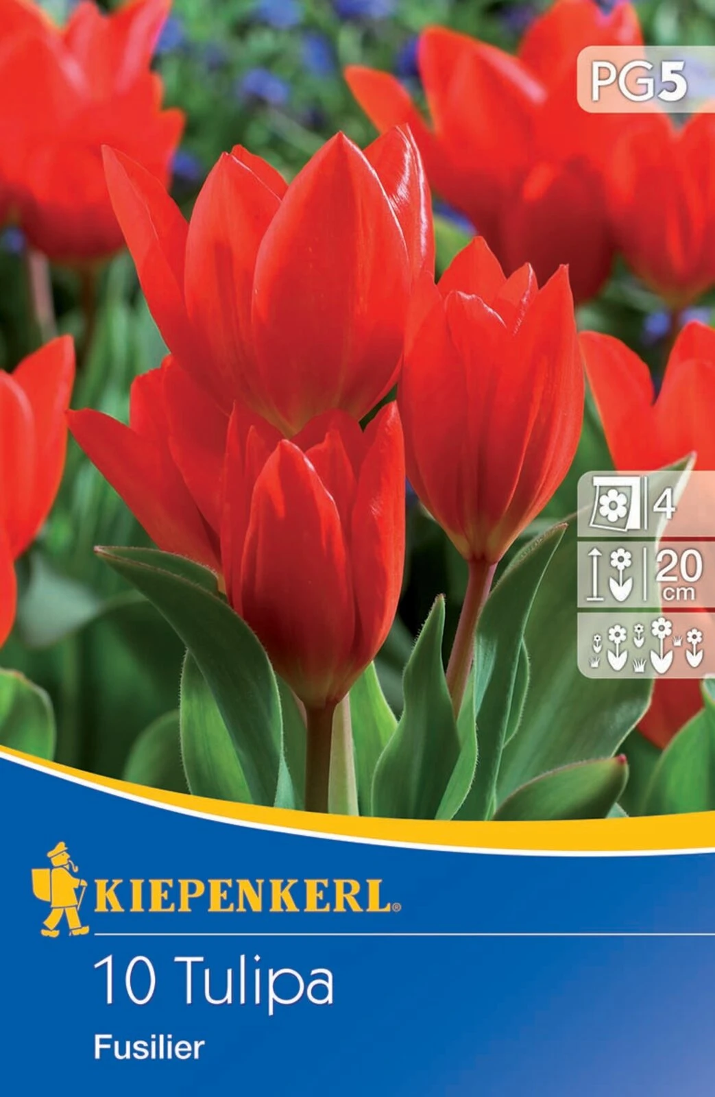 Wildtulpe Praestans Fusilier (10 Stück) | Tulpenzwiebeln Von Kiepenkerl 1 Wildtulpe Praestans Fusilier (10 Stück) | Tulpenzwiebeln Von Kiepenkerl