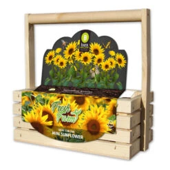Fresh-Farm Sonnenblume Mini | Anzuchtsets Von Baza