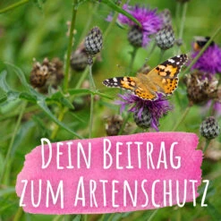 Bienenweide Mit Wildgräsern (Naturwiese) | Bienenwiese Von Biobalu -Saat Wunder Verkäufe 550629 Bienenweide mit Wildgraesern Naturwiese BB1016 4