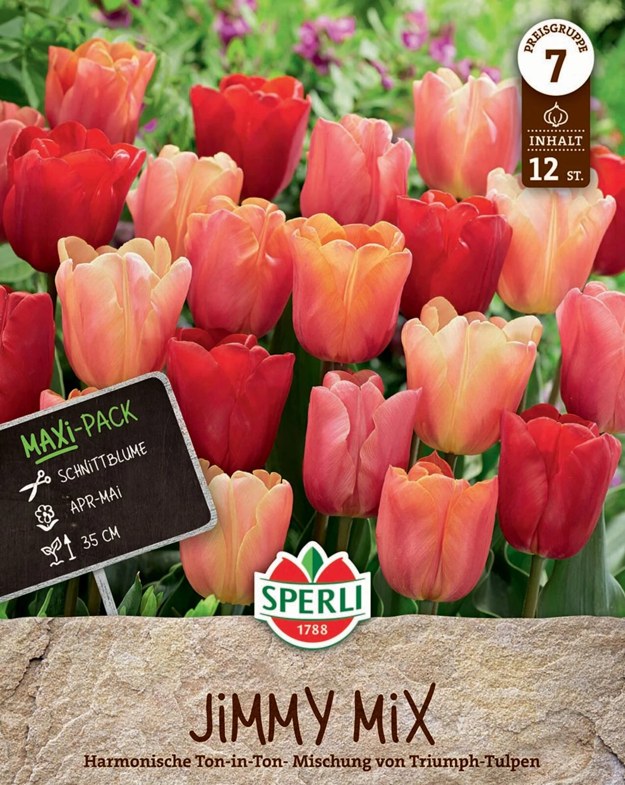 Tulpe Jimmy Mix (12 Stück) | Triumph-Tulpen Von Sperli 1 Tulpe Jimmy Mix (12 Stück) | Triumph-Tulpen Von Sperli