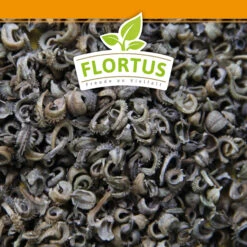 Ringelblumen Mischung | Blumenwiese Von FLORTUS -Saat Wunder Verkäufe 554533 Ringelblumen Mischung 1 kg 530747 Ringelblumen Mischung 1 kg 2000 0209 6