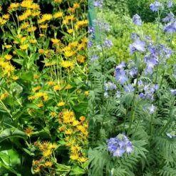 Stauden Bienenweide | BIO Bienenwiese Von Biobalu -Saat Wunder Verkäufe 554548 BIO Stauden Bienenweide BB1023 2