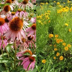 Stauden Bienenweide | BIO Bienenwiese Von Biobalu -Saat Wunder Verkäufe 554548 BIO Stauden Bienenweide BB1023 3