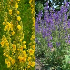 Stauden Bienenweide | BIO Bienenwiese Von Biobalu -Saat Wunder Verkäufe 554548 BIO Stauden Bienenweide BB1023 6