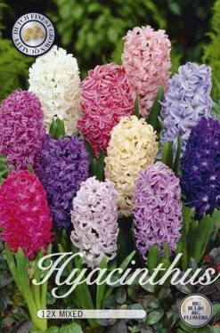 Hyazinthe Orientalis Mix (12 Stück) | Hyazinthenzwiebeln Von Sam Van Schooten