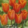 Tulpe Orange Van Eijk (20 Stück) | Tulpenzwiebeln Von Sam Van Schooten