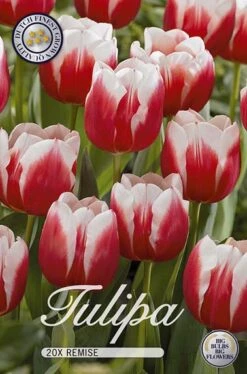 Tulpe Remise (20 Stück) | Tulpenzwiebeln Von Sam Van Schooten