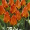 Tulpe Orange Toronto (20 Stück) | Tulpenzwiebeln Von Sam Van Schooten