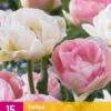 Tulpe Double Sensation (15 Stück) | Tulpenzwiebeln Von Jub Holland