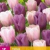 Tulpe Macaron Mix (15 Stück) | Tulpenzwiebeln Von Jub Holland