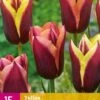 Tulpe My Favourite Topping (15 Stück) | Tulpenzwiebeln Von Jub Holland