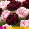Tulpe Sweet Desire Mix (15 Stück) | Tulpenzwiebeln Von Jub Holland