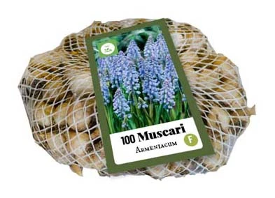 Traubenhyazinthe Armeniacum (100 Stück) | Traubenhyazinthen Von Jub Holland 1 Traubenhyazinthe Armeniacum (100 Stück) | Traubenhyazinthen Von Jub Holland