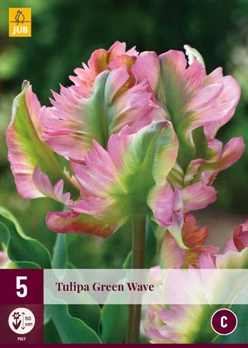Tulpe Green Wave (5 Stück) | Tulpenzwiebeln Von Jub Holland 1 Tulpe Green Wave (5 Stück) | Tulpenzwiebeln Von Jub Holland