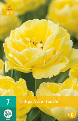 Tulpe Avant Garde (7 Stück) | Gefüllte Tulpen Von Jub Holland 1 Tulpe Avant Garde (7 Stück) | Gefüllte Tulpen Von Jub Holland