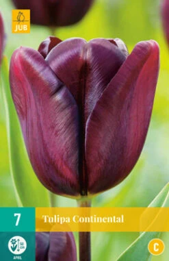 Tulpe Continental (7 Stück) | Triumph-Tulpen Von Jub Holland