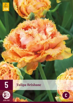 Tulpe Brisbane (5 Stück) | Tulpenzwiebeln Von Jub Holland