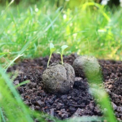 Samenbomben Der Gelbe Sonnenschein (6 Stück) | Blumensamenmischung Von FLORTUS -Saat Wunder Verkäufe 562164 Samenbomben Der Gelbe Sonnenschein 6 Stueck 2000 1055 6