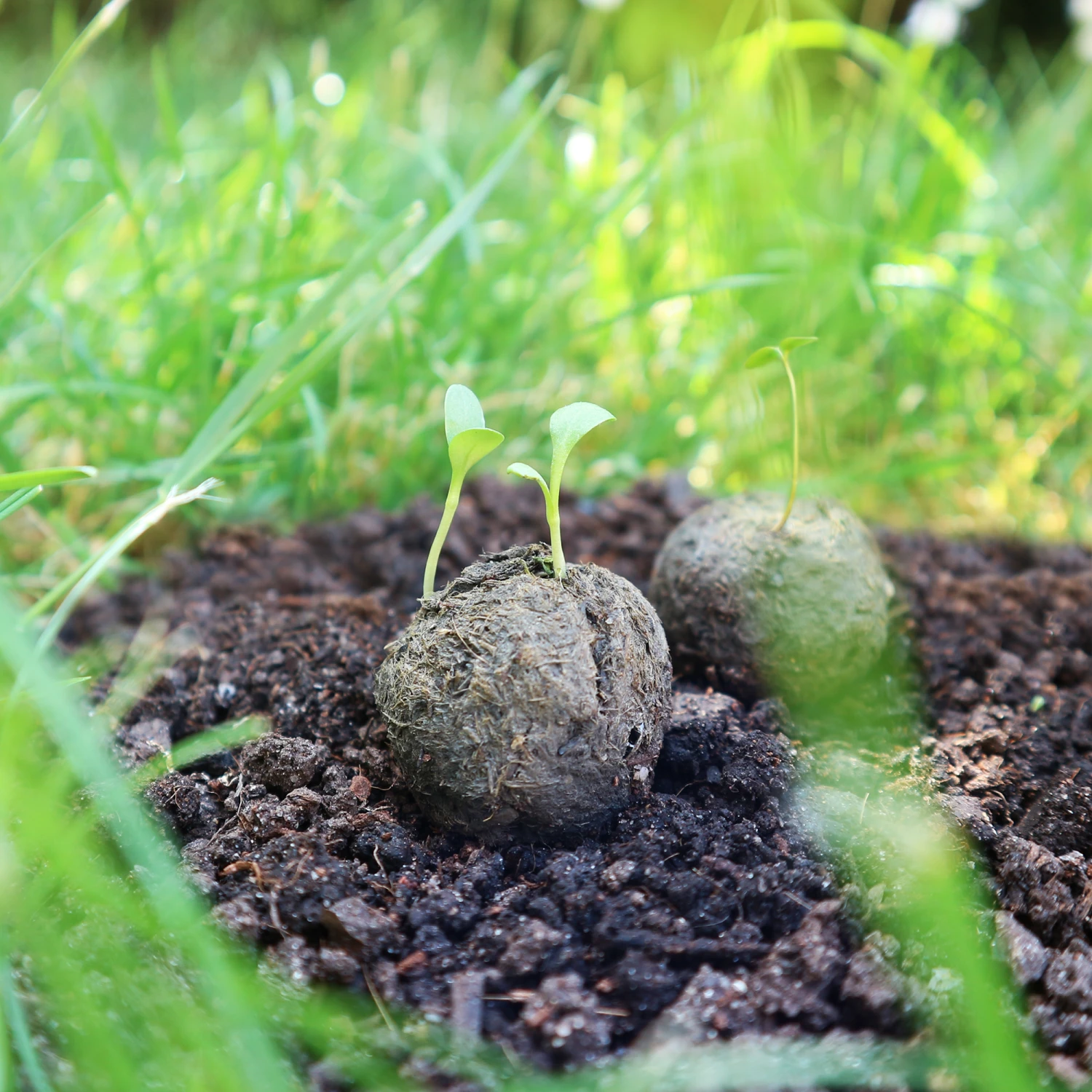 Samenbomben Urlaub Auf Balkonien (6 Stück) | Blumensamenmischung Von FLORTUS 3 Samenbomben Urlaub Auf Balkonien (6 Stück) | Blumensamenmischung Von FLORTUS – Bild 3