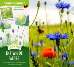Samenbomben Die Wilde Wiese (6 Stück) | Wildblumenwiese Von FLORTUS -Saat Wunder Verkäufe 562168 Samenbomben Die wilde Wiese 6 Stueck 2000 1059 2