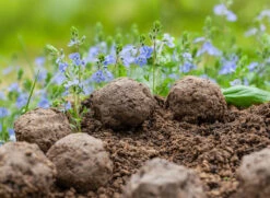 Samenbomben Set (8 Päckchen) | Blumensamenmischung Von FLORTUS 14 Samenbomben Set (8 Päckchen) | Blumensamenmischung Von FLORTUS -Saat Wunder Verkäufe 562498 Samenbomben Set 8 Paeckchen 2000 2367 6 1